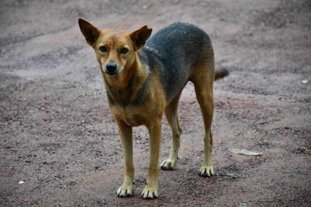 Sondaggio rivela le scuse più usate dai proprietari che abbandonano i loro animali domestici