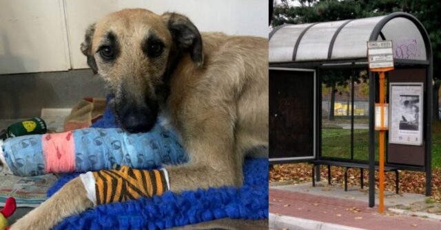 Steve, il cagnolone abbandonato con una zampa rotta alla fermata dell’autobus