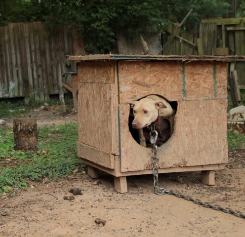 Tilly, la cagnolona torna ad essere libera dopo anni di maltrattamenti