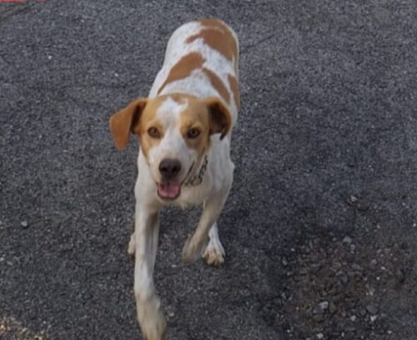 Ardea, sono passati due mesi dall’improvvisa scomparsa di Nini, del cane si sa poco o nulla