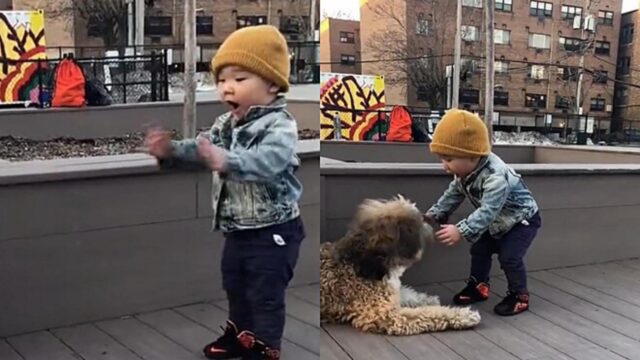 La reazione di un bambino che vede per la prima volta un cane