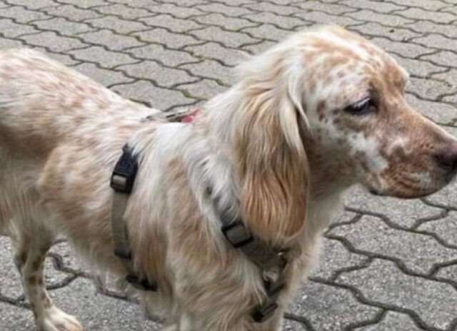 Buttigliera d’Asti, Nina non trova la via di casa, questa povera cagnolina si è smarrita accidentalmente