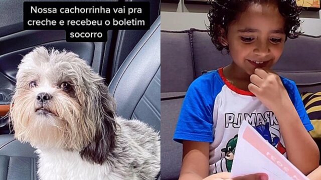 Il cagnolino Shih-tzu torna da scuola con la sua pagella e delude i proprietari