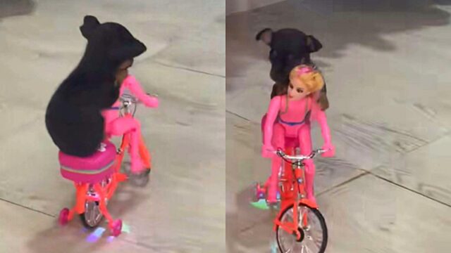 Il pinscher chiede alla Barbie di dargli un passaggio sulla sua motocicletta