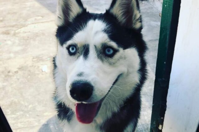 Camaiore, trova un buco nella recinzione e lo sfrutta per darsi alla fuga, smarrita un’Husky di nome Mia