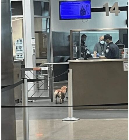 Cucciolo di cane attraversa la frontiera e viene accolto dagli agenti