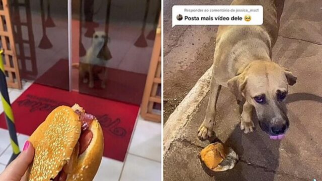 Cagnolino randagio diventa il cliente più fedele di una paninoteca