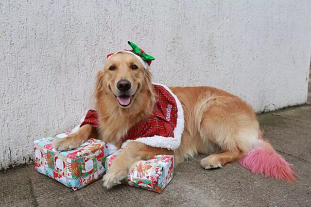 Il golden retriever Cocoa è l’ambasciatore di una campagna che raccoglie regali per bambini bisognosi