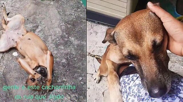 Cagnolina intenerisce una ragazza e la convince ad adottarla