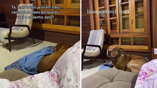 Il cagnolone diventa triste quando la sua padrona cambia il canale TV che stava guardando