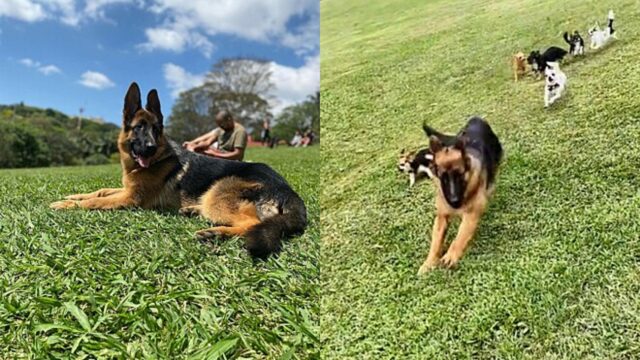 Pastore tedesco in un parco scappa inseguito da 6 chihuahua