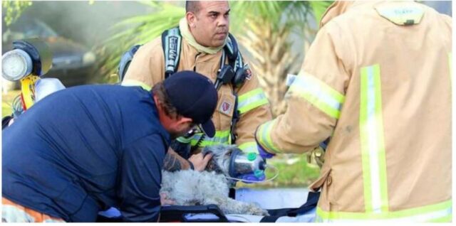 Cucciolo di cane scampa a morte certa: vediamo cosa è successo