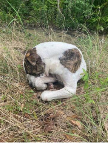 Cucciolo di cane viene salvato da un gruppo di ragazzi