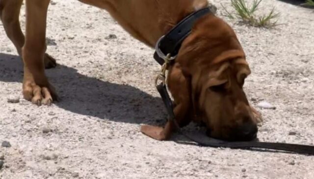 Cucciolo di cane salva una bambina rapita: la loro storia