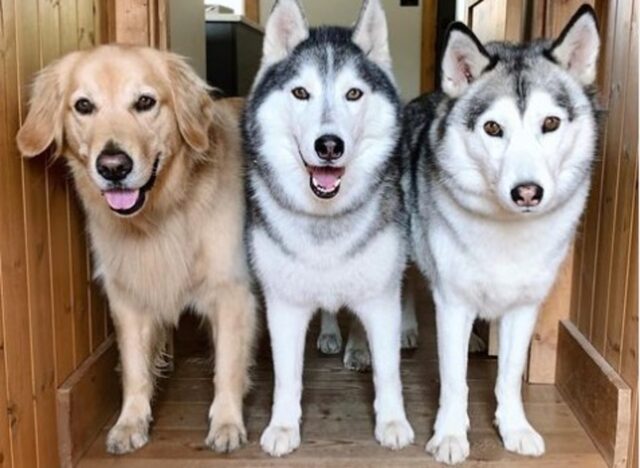 I cuccioli di cani Nico Jackson e Zoey sono inseparabili, nonostante due siano molto rumorosi (VIDEO)