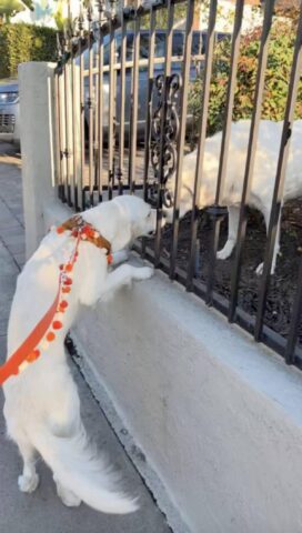 La storia di Lady e Nikko, cagnoline complici separate da un cancello