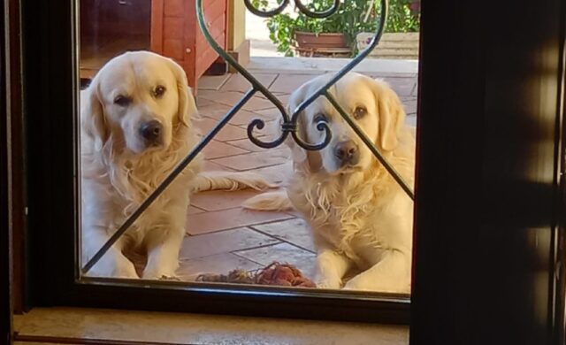 Cesano, fuggiti via di casa una coppia di Golden Retriever, Buddy e Nio potrebbero trovarsi ovunque