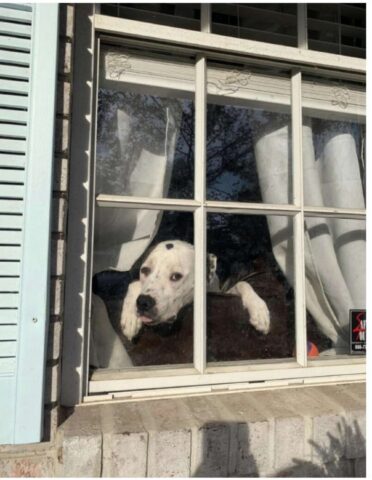 Cucciolo di cane se la prende con il postino interviene la padrona