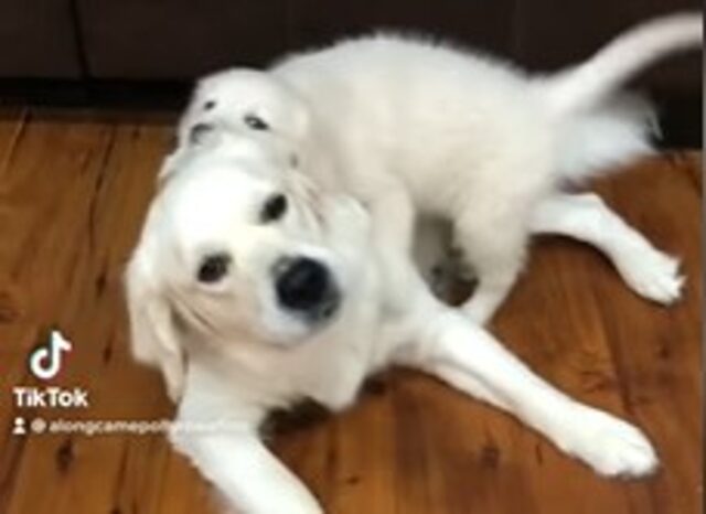 La cucciola Labrador Retriever Bubba ha molta pazienza con il cucciolo (VIDEO)