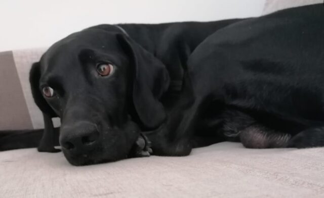 La cucciola di Labrador Retriever Reginella ogni sera vuole un bocconcino sfizioso (VIDEO)