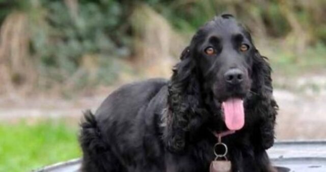 Muore la cucciola di Cocker Maia, la cagnolina vigile del fuoco del comando di Massa Carrara