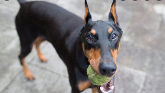 La cucciola di Dobermann Eileen resta ferma intere ore ad osservare gli scoiattoli (VIDEO)