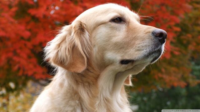 Cucciola di Golden Retriever vuole tenere sempre la mano del suo papà (VIDEO)