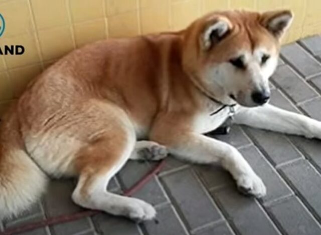 La cucciola di Akita Inu Maya ha aspettato la sua mamma umana per sei lunghissimi giorni (VIDEO)