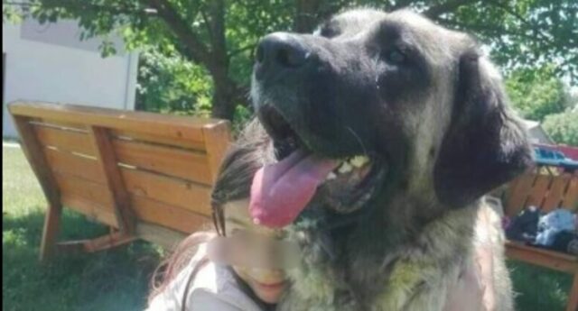 La cucciola di cane Gina cerca una casa e una famiglia per la vita