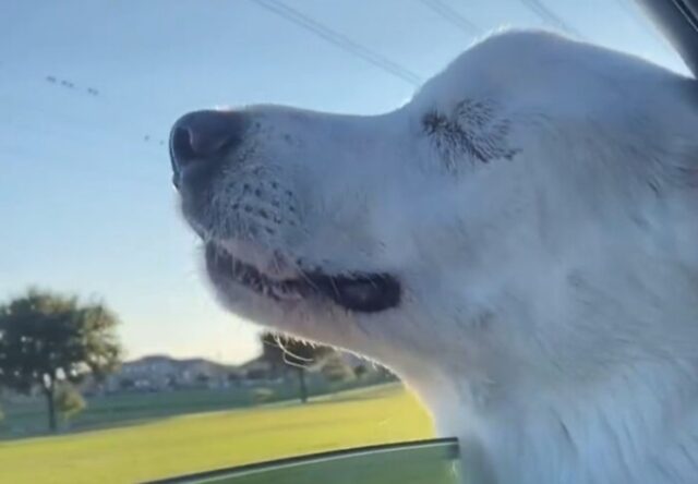 Cucciola di cane Kida ha imparato di nuovo a vivere grazie alla sua umana Allison