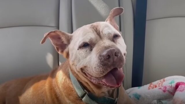 Cucciola di cane Poe: la sua bellissima storia a lieto fine (VIDEO)