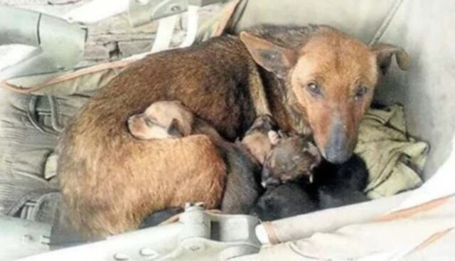 La cucciola di cane Puti ha salvato un neonato abbandonato dalla madre (VIDEO)