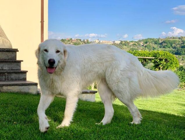 Cucciola di Maremmano Nuvola ha trovato una nuova mamma, ma i suoi fratellini sono ancora in canile (VIDEO)