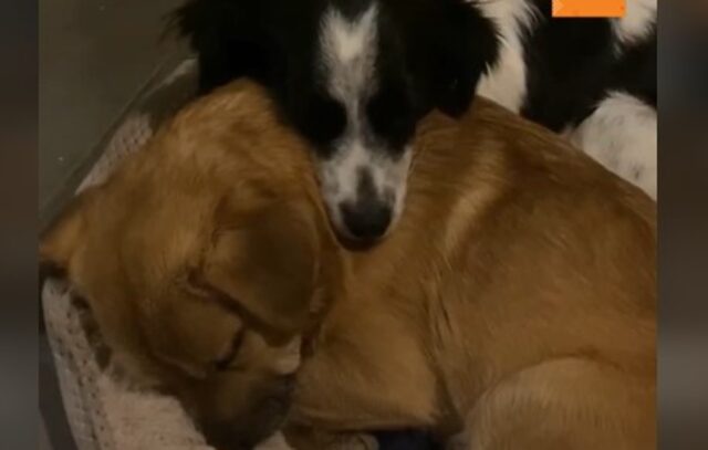 I cuccioli di cane Tsiou e Piou hanno avuto la fortuna di conoscere la felicità (VIDEO)