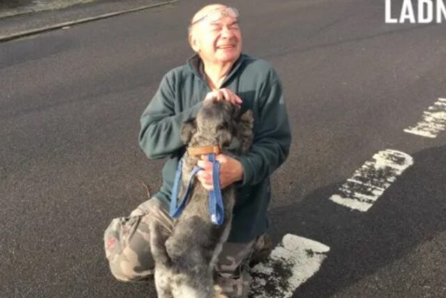 Cuccioli di cane passeggiano grazie ad un veterano in pensione che compie ogni giorno buone azioni (VIDEO)