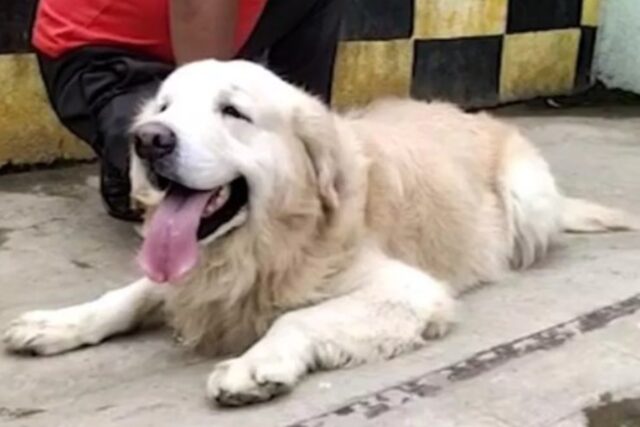 Il cucciolo Golden Retriever Appu ha salvato un condominio da un incendio (VIDEO)