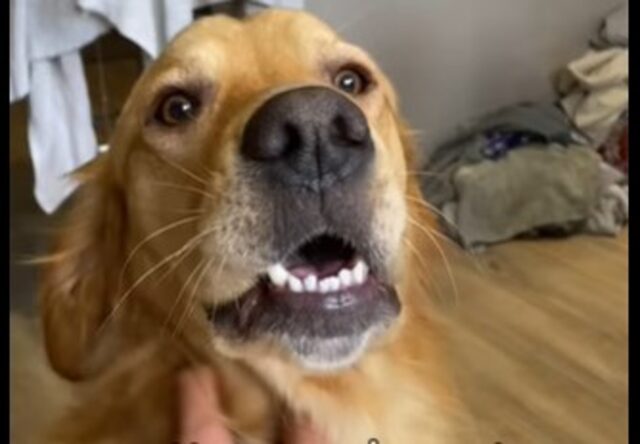 Cucciolo Golden Retriever Kobe soffre moltissimo quando il suo umano non è in casa (VIDEO)