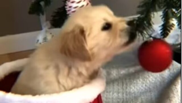 Un cucciolo Golden Retriever gioca con le decorazioni dell’albero di Natale (VIDEO)