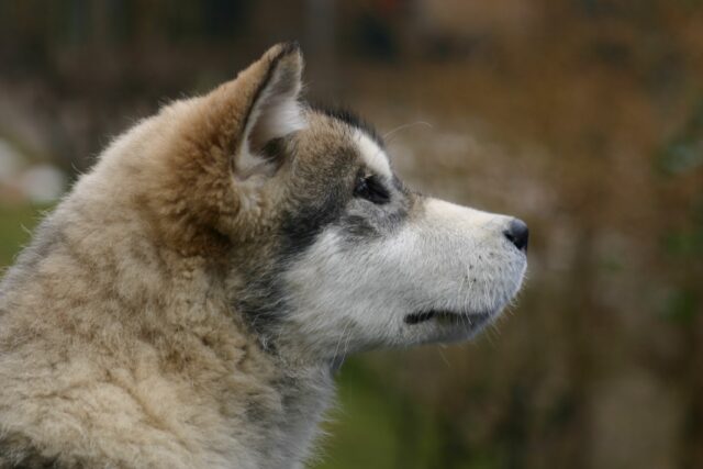 Il cucciolo di Alaskan Malamute Pascal sopravvive dopo una notte all’addiaccio