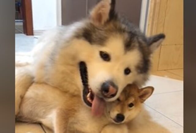 Cucciolo di Alaskan Malamute gigante adora trascorrere la vita con il suo Akia Inu (VIDEO)