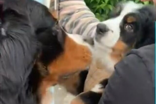 Cucciolo di Bovaro del Bernese arriva nella nuova casa e ad aspettarlo c’è il fratello maggiore (VIDEO)