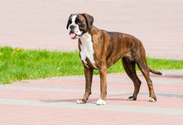 Cucciolo di Boxer gioca con un cervo e si diverte moltissimo (VIDEO)