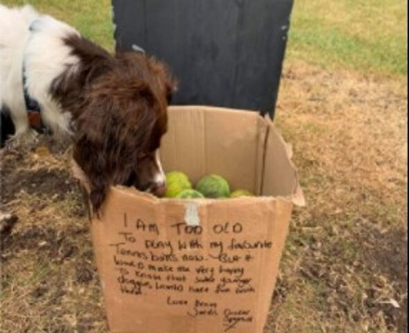 Il cucciolo di Cocker spaniel Jarvis dona le sue palline preferite agli altri cani