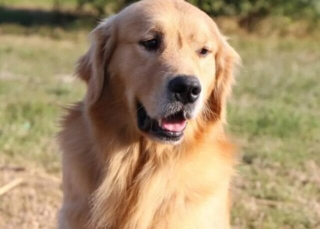 Il cucciolo di Golden Retriever Barney si diverte a nuotare sott’acqua (VIDEO)