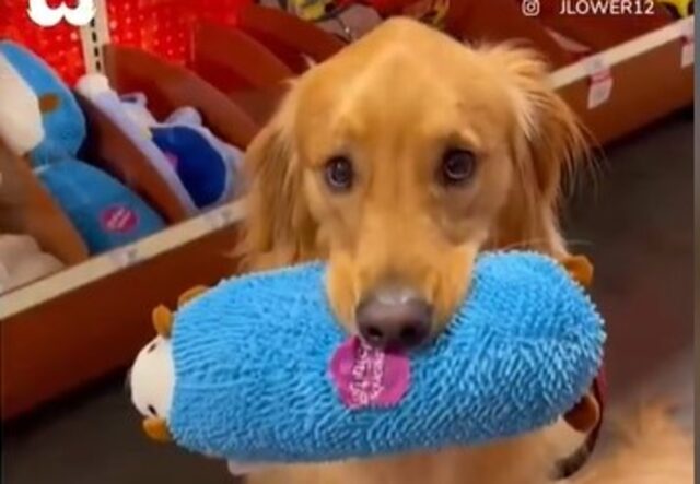 Il cucciolo di Golden Retriever Teddy ha sempre il suo martedì speciale (VIDEO)