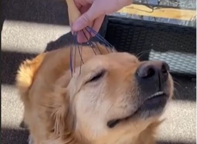 Un cucciolo di Golden Retriever adora le coccole della sua mamma umana (VIDEO)