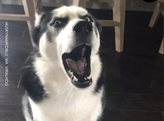 Il cucciolo di Husky Blue non vuole essere rimproverato e fa di tutto per non fare parlare la sua mamma (VIDEO)