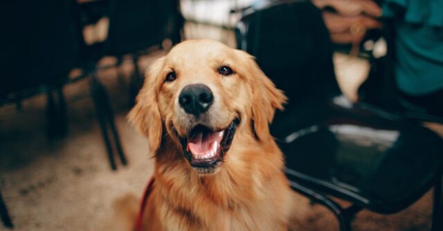 Cucciolo di Labrador Retriever Zack è l’unico cane al mondo coinvolto in una nuova ricerca scozzese