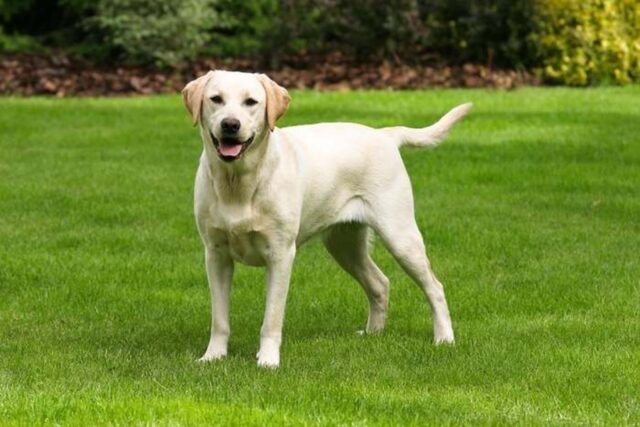 Cucciolo di Labrador ballerino si diverte a danzare con le persone (VIDEO)