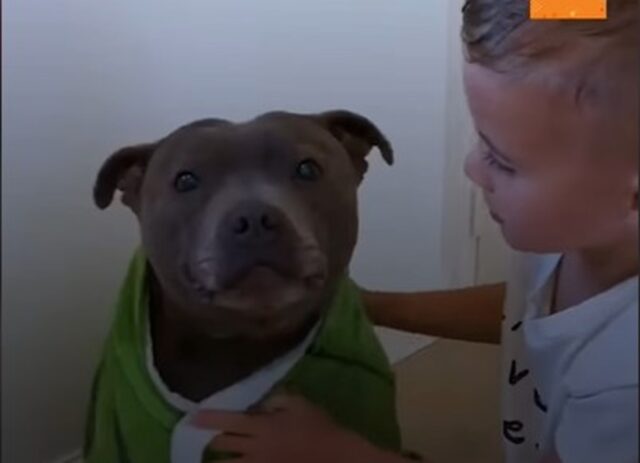 Il cucciolo di Pitbull Boulder e il suo piccolo umano sono inseparabili (VIDEO)